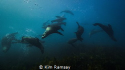 Play.
Australian fur seals play near Martin Island, Port... by Kim Ramsay 